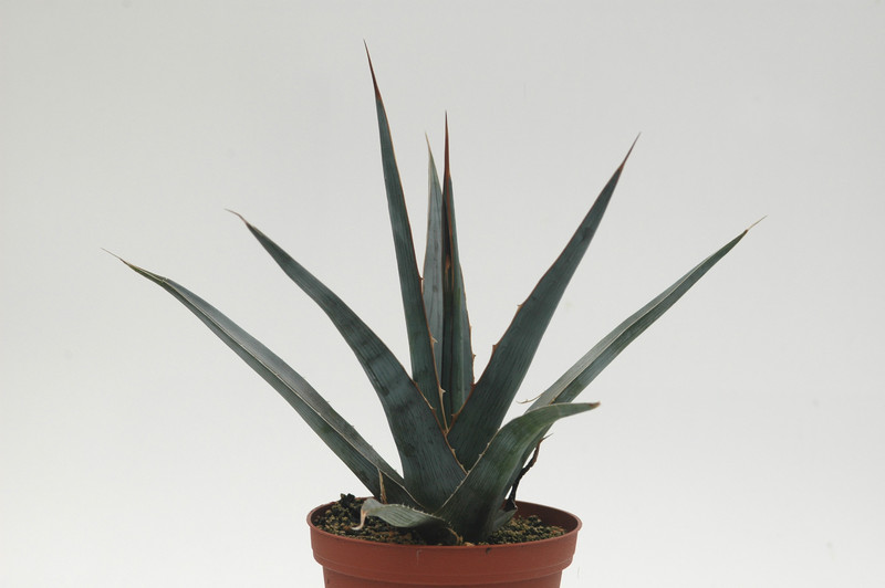 agave xylonacanha 8743