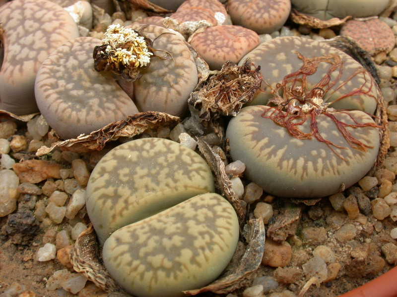 lithops gesinae annae c79 04