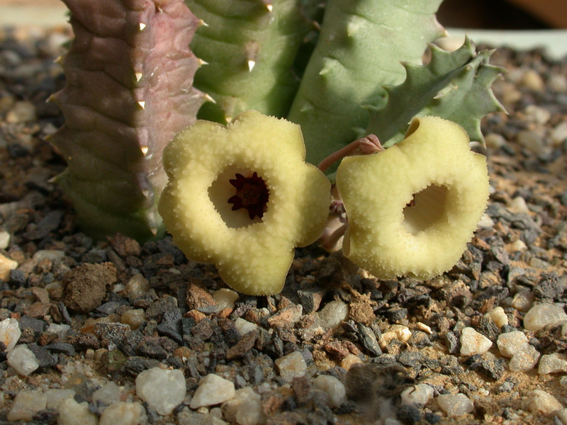 huernia brevirostris intermedia d1671 kirkwood 01