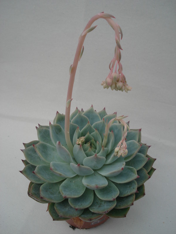 echeveria pulidonis 8336