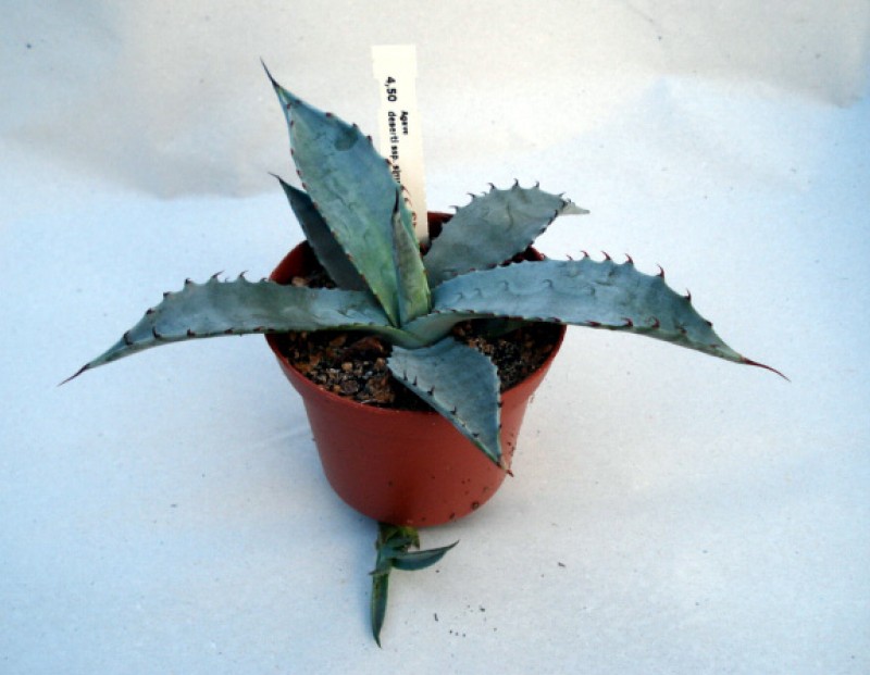 agave desertii simplex 4855