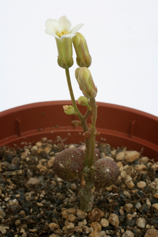 tylecodon schaeferianus lav3023q 2635
