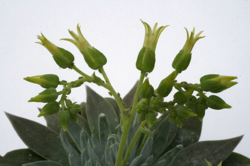 dudleya calcicola 2273