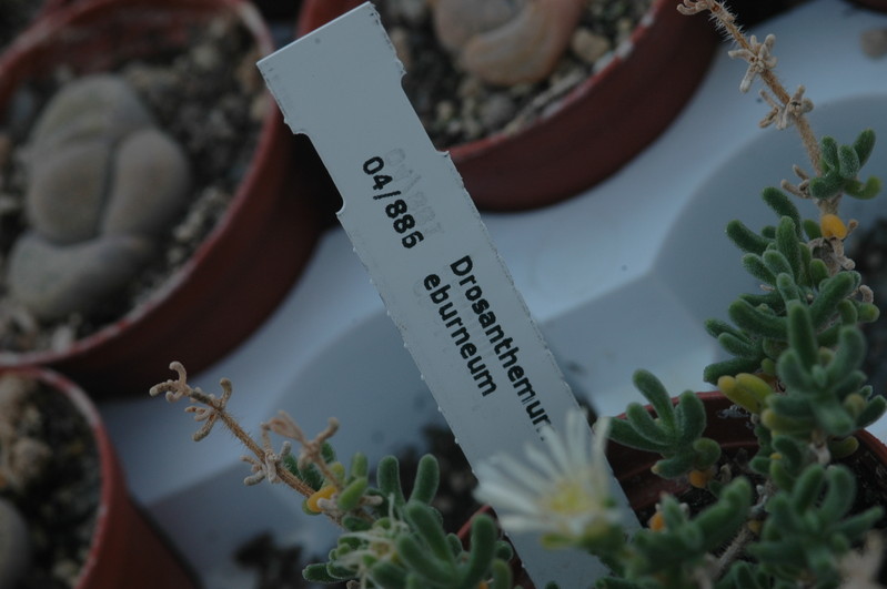 drosanthemum eburneum 1815