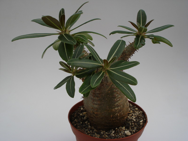 pachypodium rosulatum 750