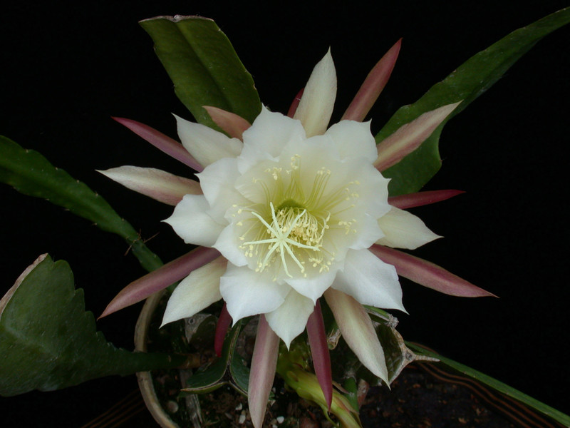 eh frau adelheid nicolai 5060 1