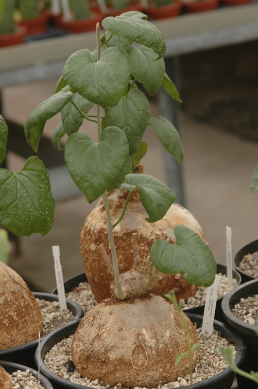 pyrenacantha malvifolia 1093