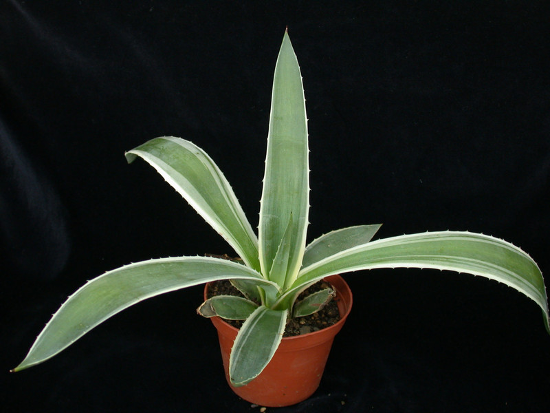 agave angustifolia marginata 02