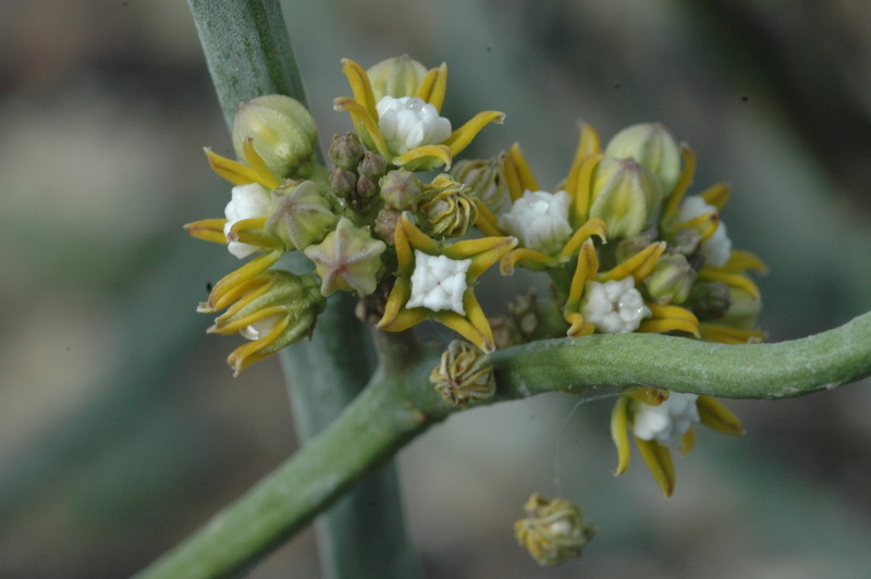 cynanchium perrieri 1061