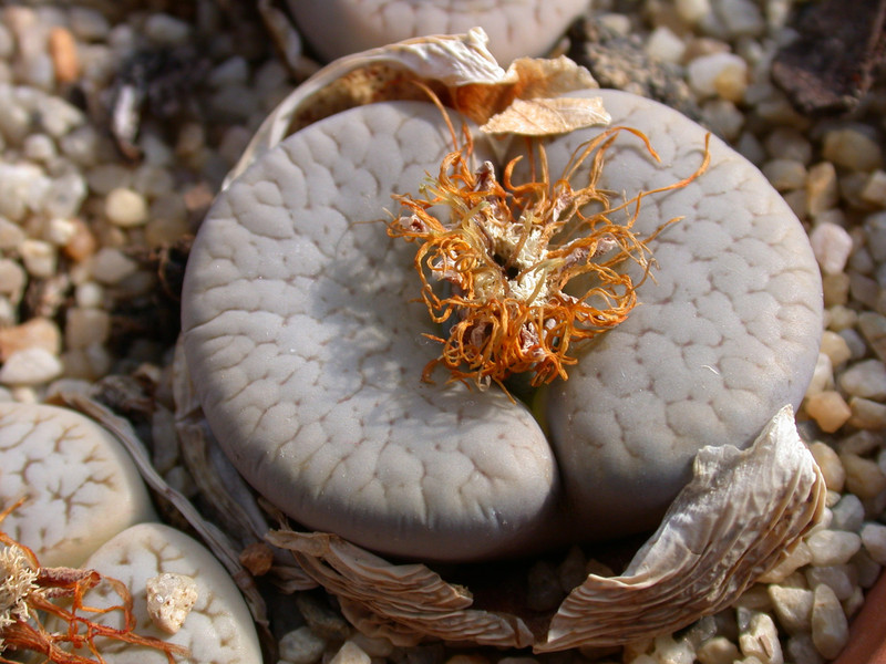 lithops pseudotruncatella archerae c104 02