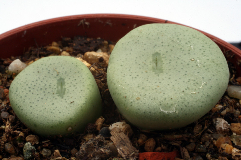 conophytum wetsteinii steinkopf 2786