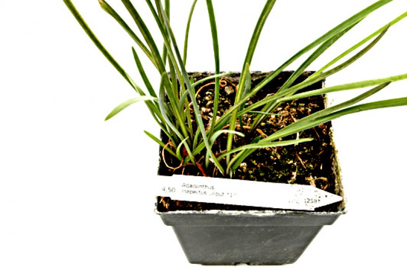 agapanthus inapertus liliput 05