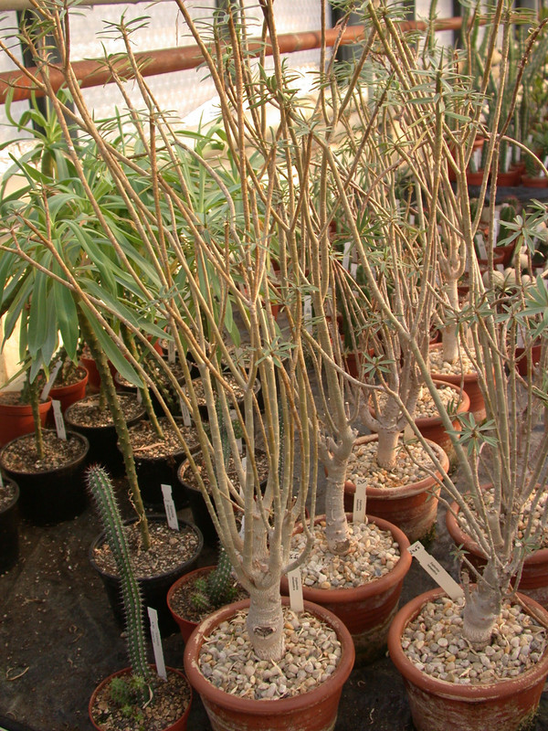 euphorbia balsamifera 01