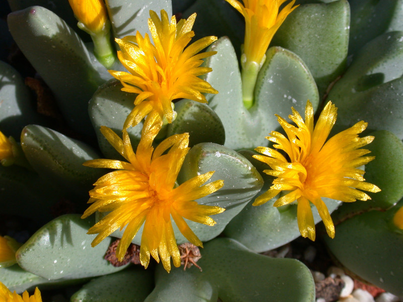 conophytum meyerae m1