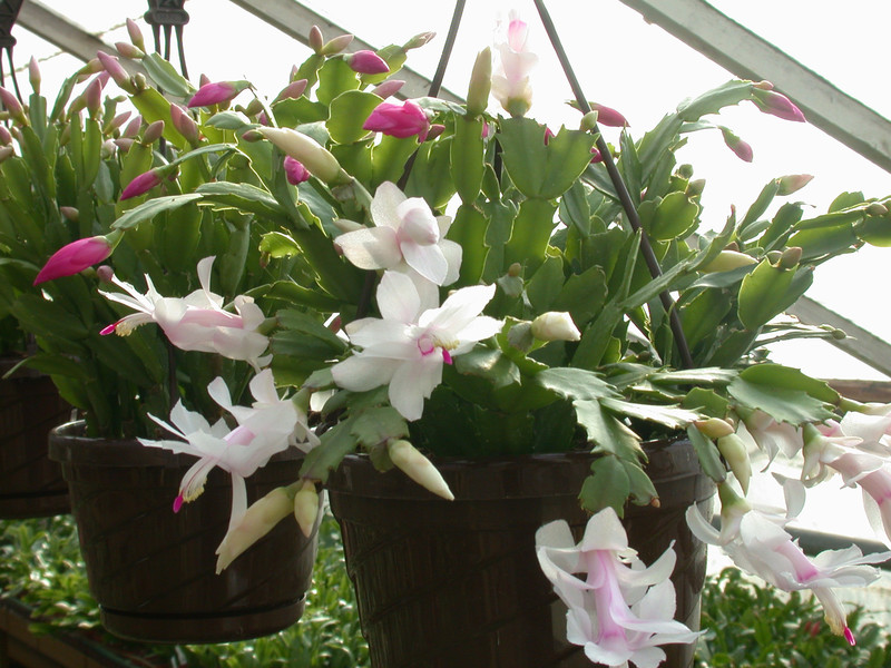 schlumbergera ampel 01