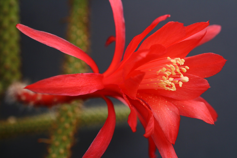 aporocactus heideroeschen 0199