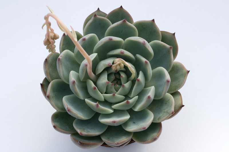 echeveria colorata 7948