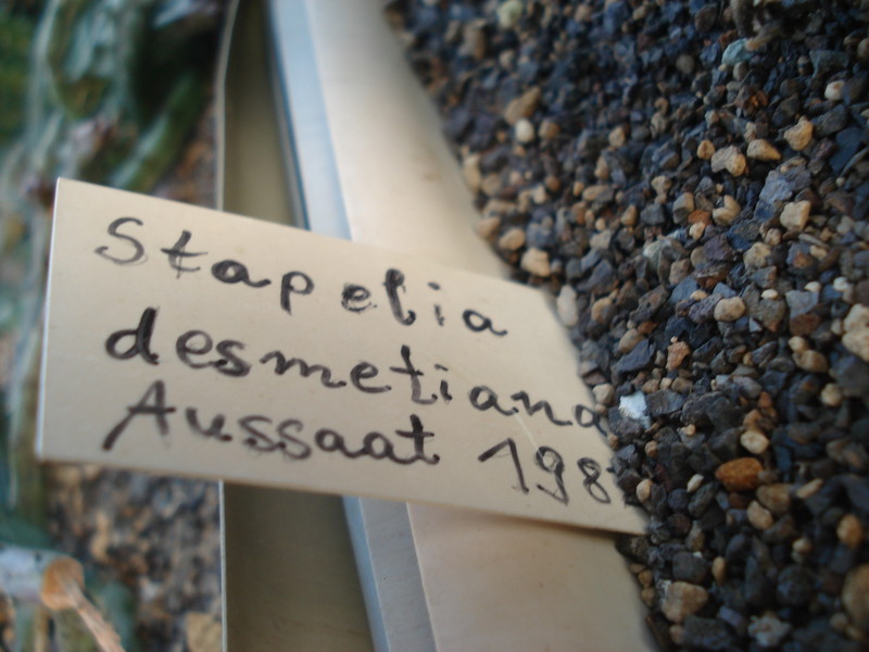 stapelia desmetiana 9922