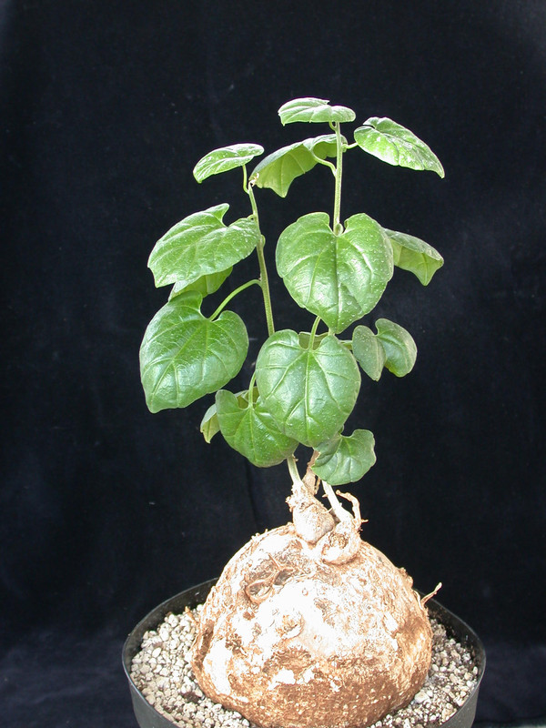 pyrenacantha malvifolia 01