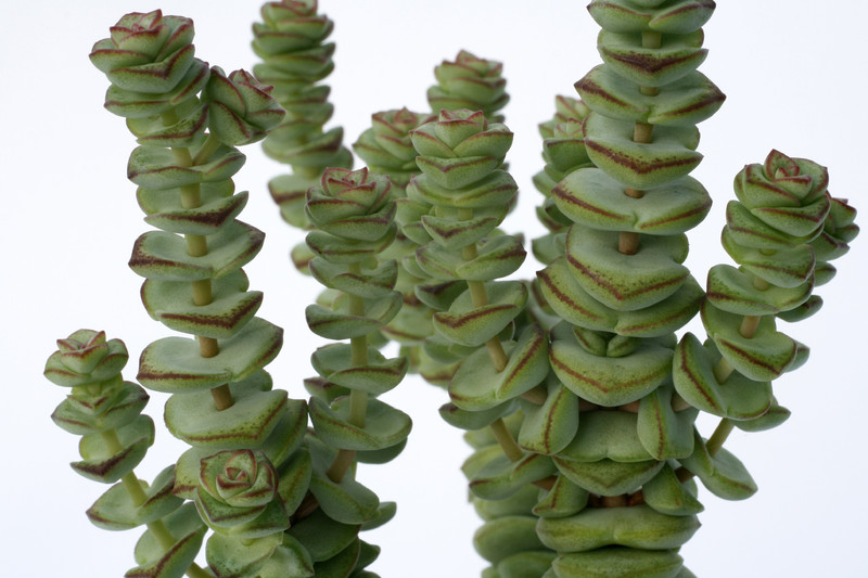 crassula rupestris marnierana jade neolade 7174