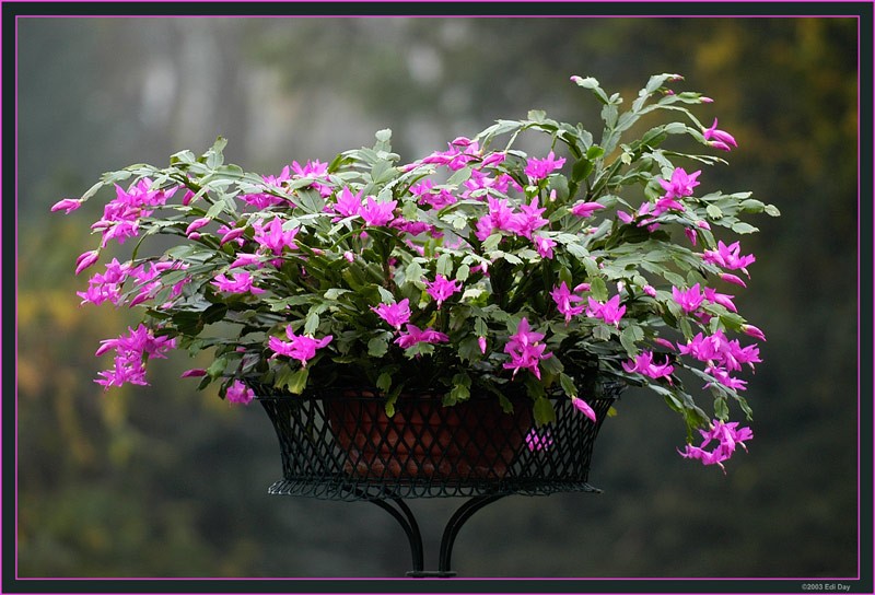 schlumbergera 5955 n8