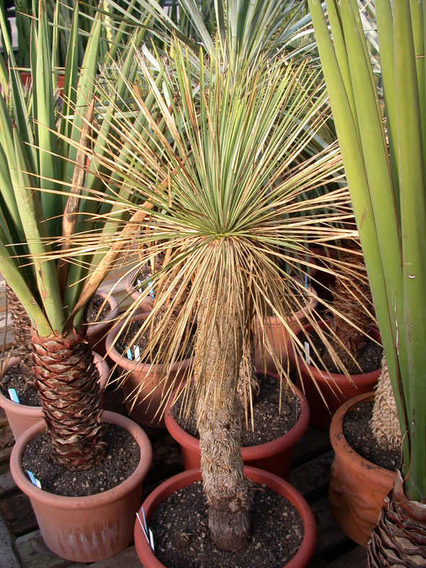 yucca linearis 04