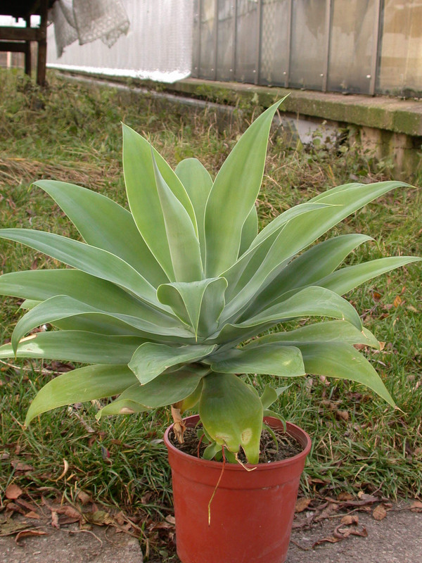 agave attenuata03