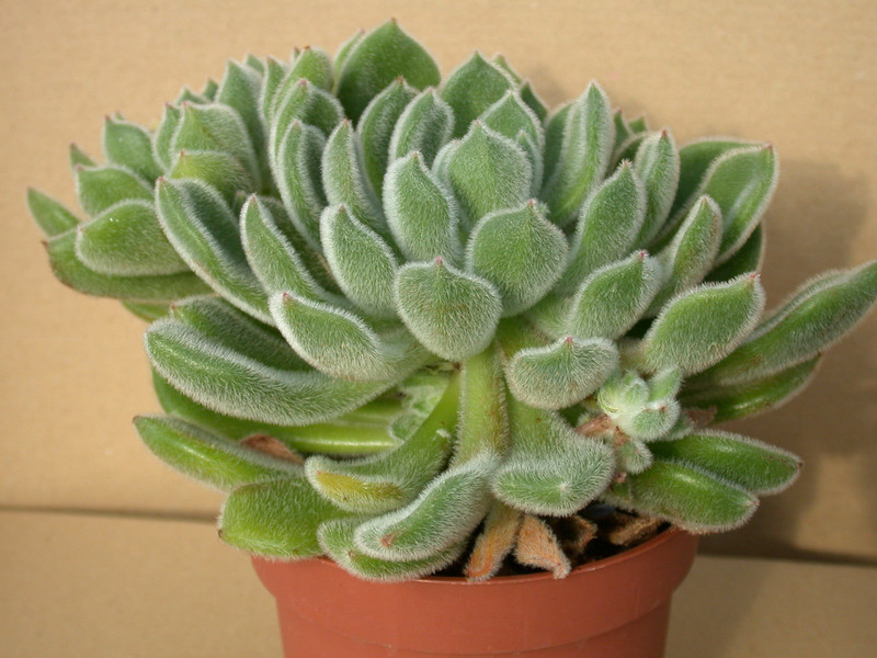 echeveria setosa compacta-hybride 01