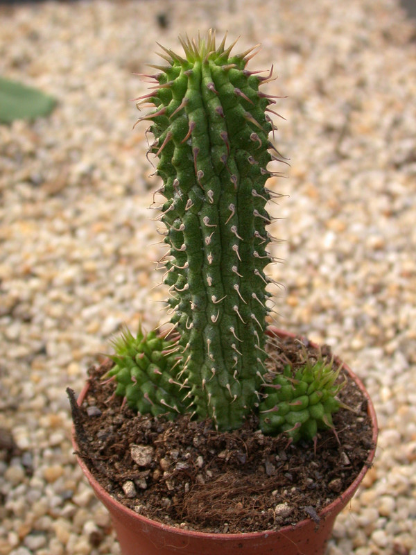 hoodia gordonii 03