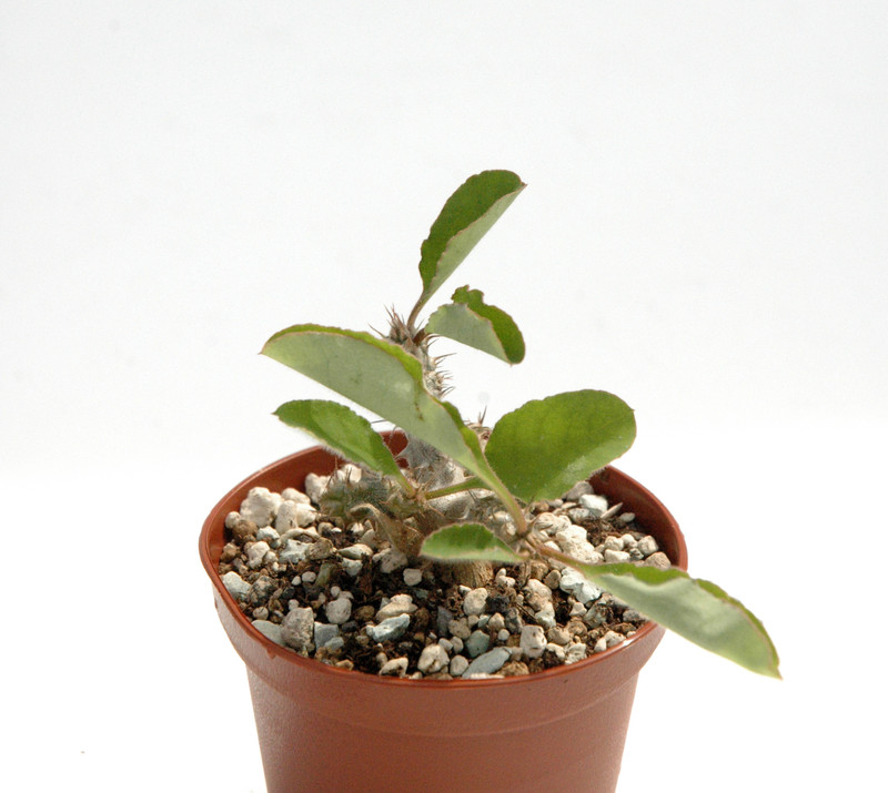 euphorbia razafindratsirae 03