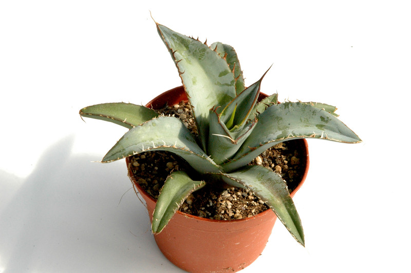 agave titanota 05