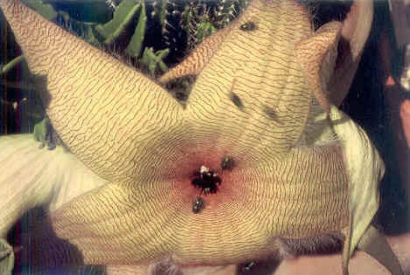 stapelia nobilis 04