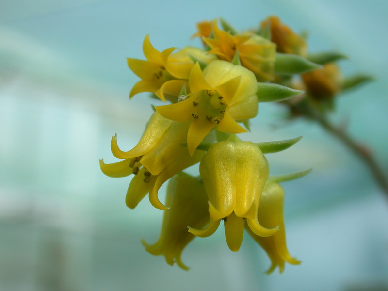 echeveria pulidonis es3969 01