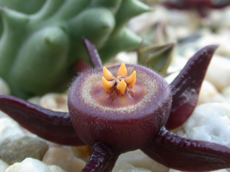 duvalia caespitosa worchester3