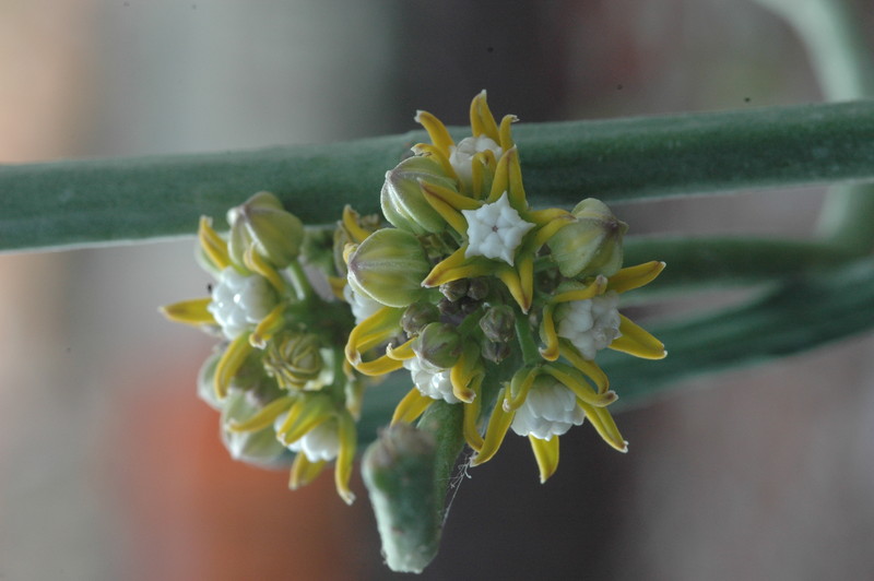 cynanchium perrieri 1064