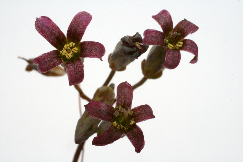 tylecodon schaeferianus 0059