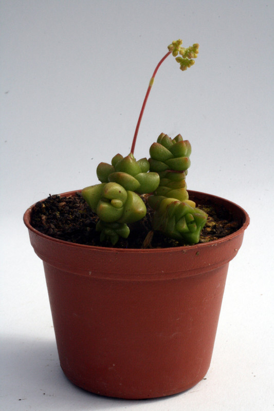 crassula marchandii 0200