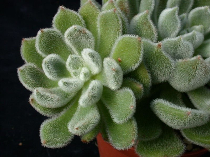 echeveria setosa 04