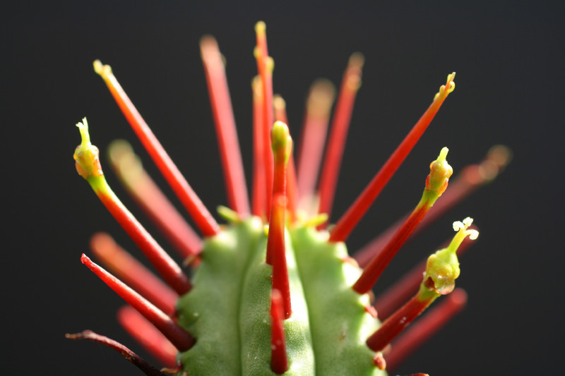 euphorbia enopla 0174