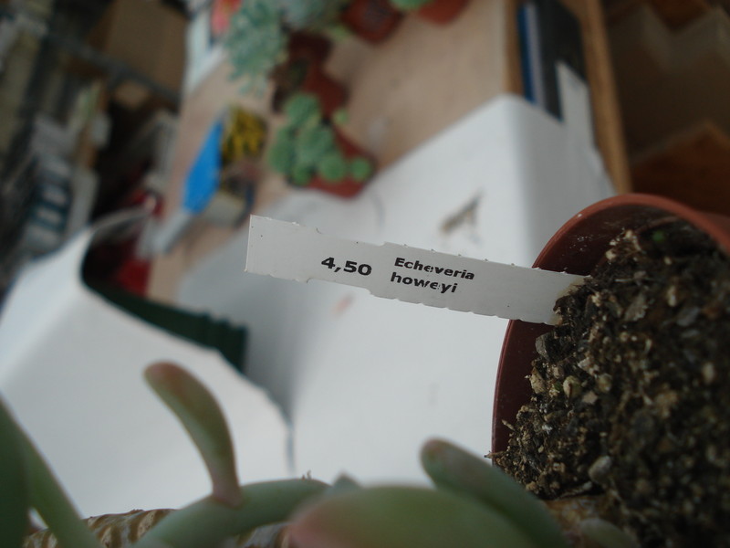 echeveria howeyi 8328