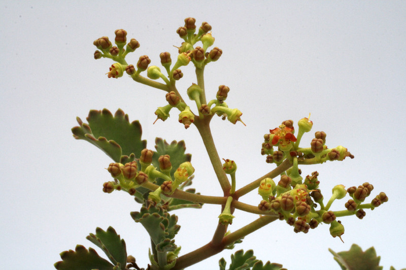 cyphostemma betiforme 9010