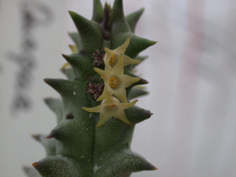 quaqua marlothii pvb6182 matjesfontain 05