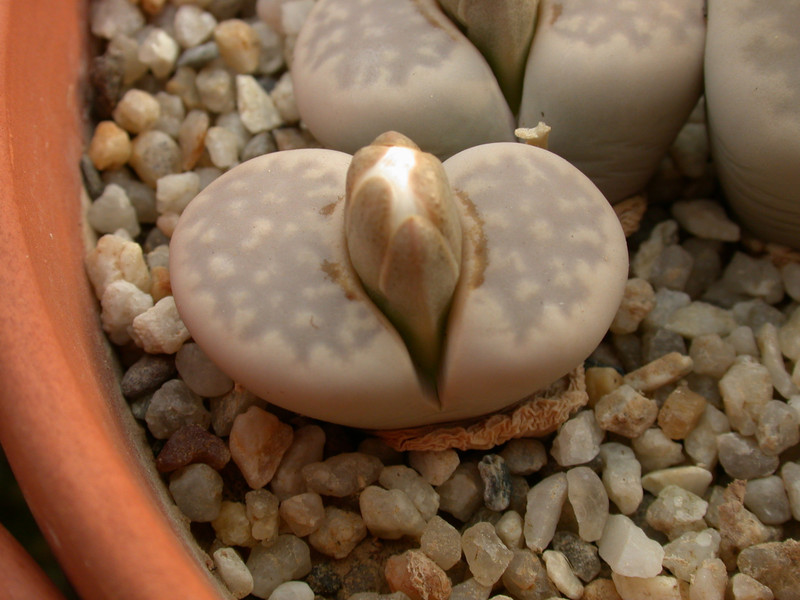lithops julii pallid sb1344 c64 02