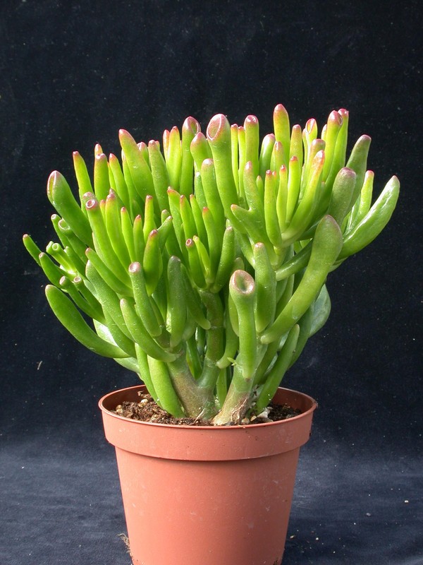 crassula portulacea monstrosa 01