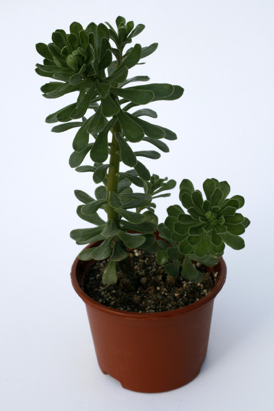 aeonium spathulatum 7177