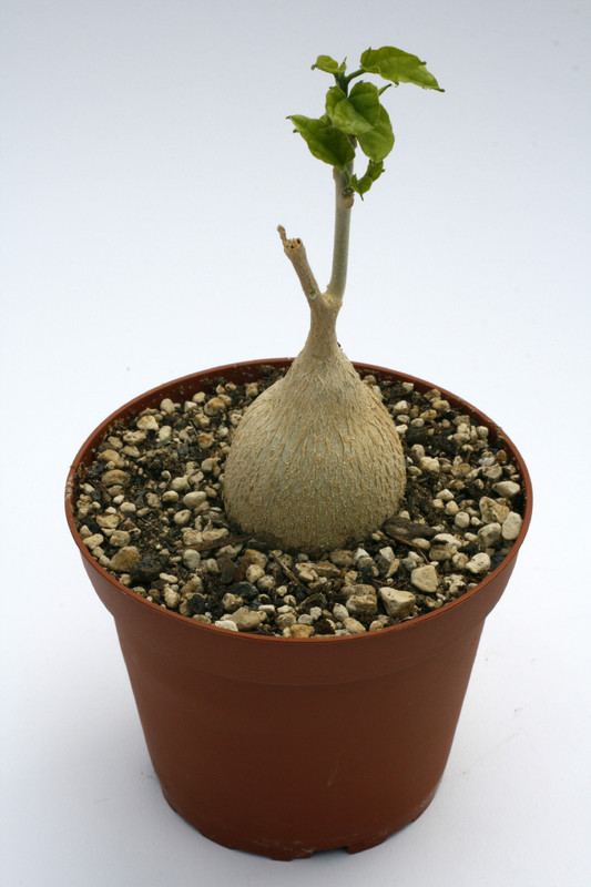 pyrenacantha malvifolia 8562