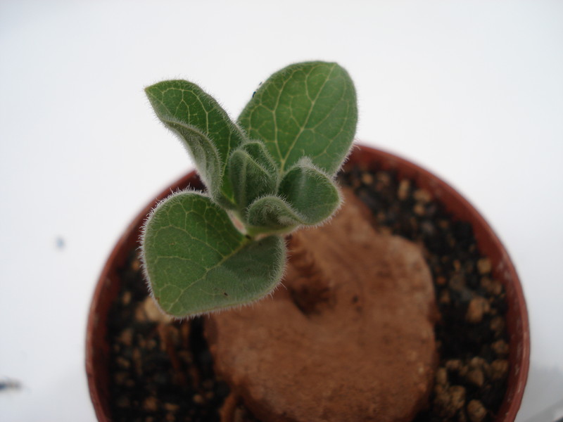 brachystelma maritae 6254