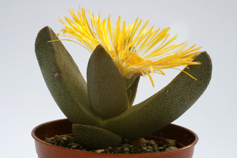 pleiospilus bolusii 1352