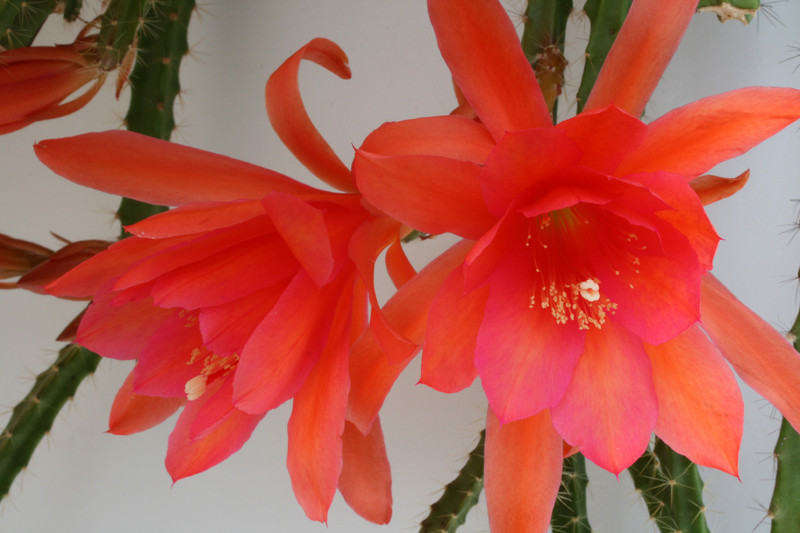 aporocactus oaklight 6620