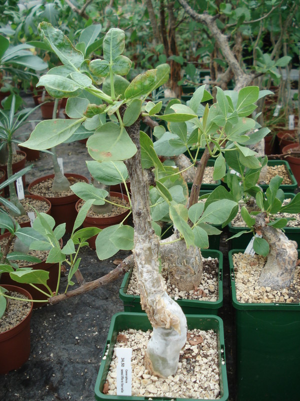 commiphora sessiliflora 2